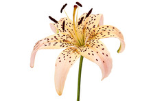 Flower Of Asian Lily, Isolated On White Background