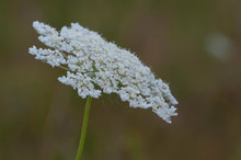 White Queen Anne's Lace Wildflower On Green Background