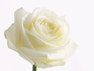 White rose in increase. Flower in macro on white background.