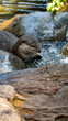 Otter eating fish in small pool centre frame and portrait orientation