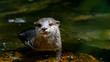 Otter in water centre frame looking just off camera