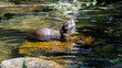 Otter in water eating fish in the wild