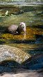 Otter in water portrait orientation