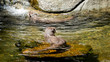 Otter in water with back to camera