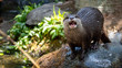 Otter on a rock full body shot looking directly at camera and baring teeth