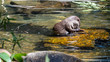 Otter on a rock in the water playing