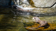 Otter on a rock in the water