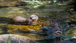 Two otters in the water hunting with one looking directly at camera with fish in mouth