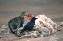 Feral Wild Cat Feeding On A Road Kill In The Outback Of Australia.