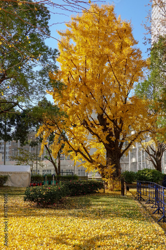 芝公園の紅葉 Comprar Esta Foto De Stock Y Explorar Imagenes Similares En Adobe Stock Adobe Stock 芝公園の紅葉 Comprar Esta Foto De Stock Y Explorar Imagenes Similares En Adobe Stock Adobe Stock