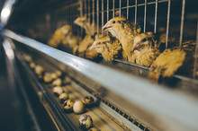 Quail Bird Farm Egg Cage Organic Animal Poultry