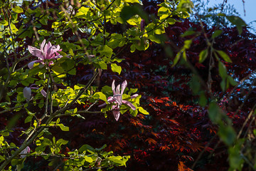 Poster - pink blooming tree in front of a red japanese maple