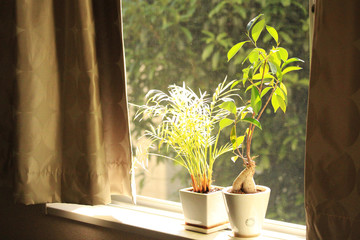 Windowsill time