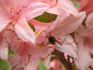 Wall Mural - light pink rhododendron flowers in full bloom