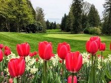 A Beautiful View Of A Golf Course With A Green Surrounded By Evergreen Forest In The Background, And A Garden Of Red Tulips And Daffodils In The Foreground.  