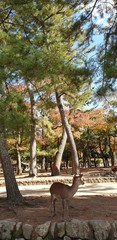 Nara/Japan - November 2019 :  Tourists stroll around and visit the cute deer in Nara Park.