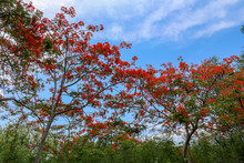 Pohon Natal Desember On An Island In Indonesia. Delonix Regia Is A Species Of Flowering Plant In The Bean Family Fabaceae. Flowers Of A Flame Tree. Multi-colored Vibrant Summertime Outdoors.