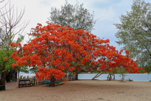 Pohon Natal Desember On An Island In Indonesia. Delonix Regia Is A Species Of Flowering Plant In The Bean Family Fabaceae. Flowers Of A Flame Tree. Multi-colored Vibrant Summertime Outdoors.