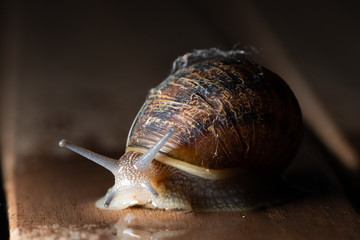 close up of garden snail crawling 