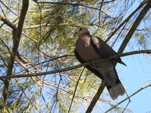 Ring Necked Dove Perched In Tree