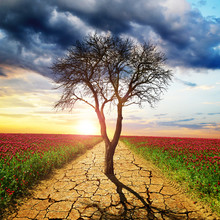 Dry Cracked Earth And Dead Tree In The Middle Of Blooming Field. Concept Of Change Climate Or Global Warming.