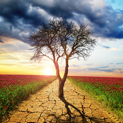 Dry cracked earth and dead tree in the middle of blooming field. Concept of change climate or global warming.