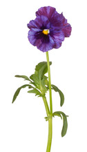 Viola Flower Isolated
