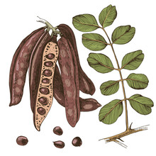Hand Drawn Carob. Pods, Seeds And Leaves.