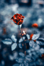 Fantastic Background Of Red Rose With Dark Blue Leaves With Raindrops Growing In Garden With Shallow Depth Of Field