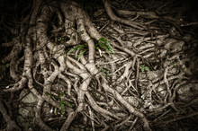 Organic Nature Background Of Tangled And Twisted Tree Roots