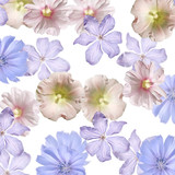 Fototapeta Zwierzęta - Beautiful floral background of chicory, clematis and mallow. Isolated