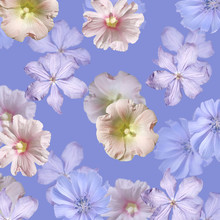 Beautiful Floral Background Of Chicory, Clematis And Mallow. Isolated