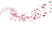 A lot of red rose petals floating on the curve. Red rose petals floating in curve flow path on white and black background,3D rendering (Alpha matte)