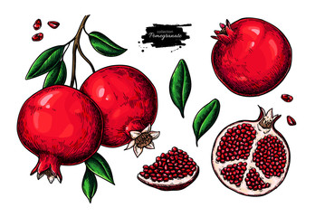 Pomegranate vector drawing set. Hand drawn tropical fruit illustration.