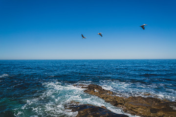 pelicans flying over the ocean