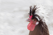 Polish Chicken Rooster With A Lush Crest Of White Feathers On Head.