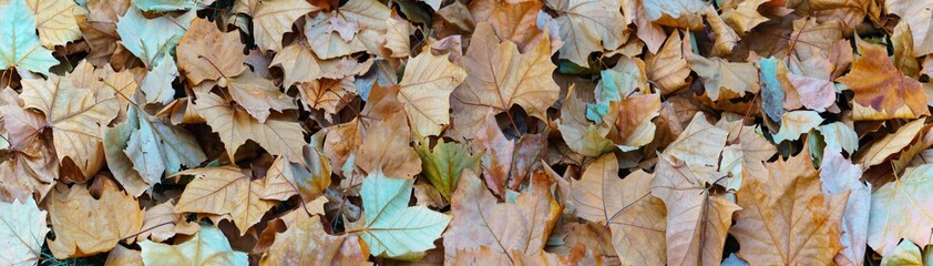 Wall Mural - autumn leaves background. dry platanus leaf background