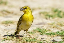 Yellow Weaver Bird