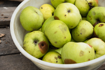 Rotten green apples lie in a bowl in the garden