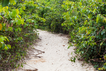 Wall Mural - Caminho de areia na natureza