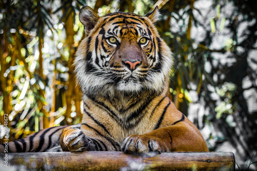 Dekoracja na wymiar  oko-tygrysa
