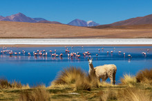 Laguna With Flamingos On The Altiplano In Bolivia