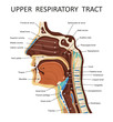 Upper respiratory tract. Anatomy - nose, throat , mouth, respiratory system