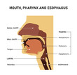 Mouth, pharynx and esophagus.