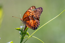A Female Variegated Butterfly Lays Her Eggs In The Tip Of A Plant, Ensuring The Continuation Of Her Species At Yates Mill County Park In Raleigh, North Carolina.