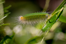A Yellow Wooly Bear, A Caterpillar Form Of The Virginia Tiger Moth, Enjoys A Fresh Leaf At Yates Mill County Park In Raleigh, North Carolina. Generally Referred To As A Wooly Worm.