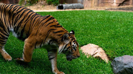 Wall Mural - Sumatran tiger walking close to camera from left to right of frame