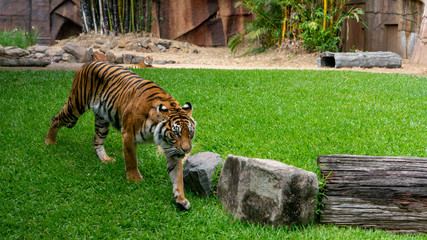 Wall Mural - Sumatran tiger walking full body shot with other tiger watching from background