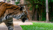 Sumatran tiger walking profile left of frame