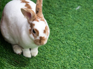 Little rabbit on green grass in summer day. Cute white rabbit with brown spots